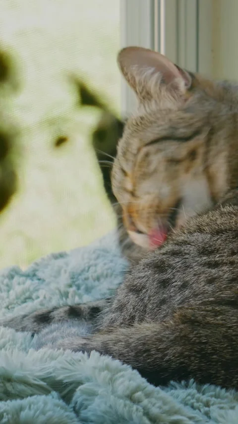 9:16 Cat Licking Paws Stock Footage 237189339