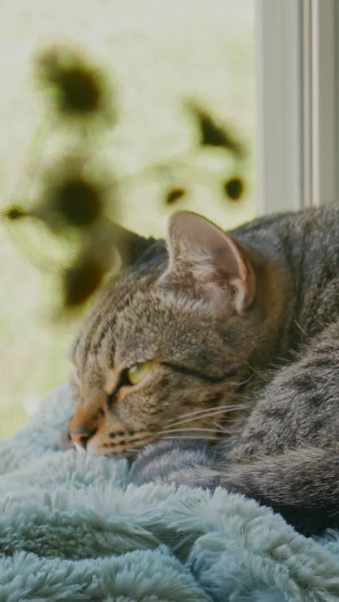 9:16 Cat by Window Stock Footage 237189222