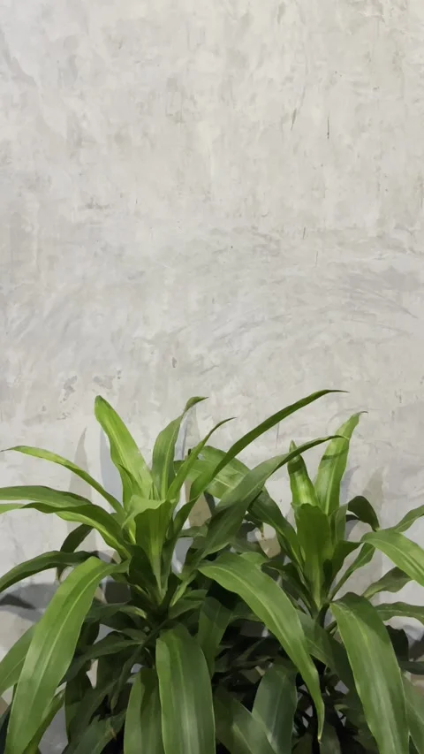 9:16 Plant Leaf loft space night Tiktok Stock Footage 210225508