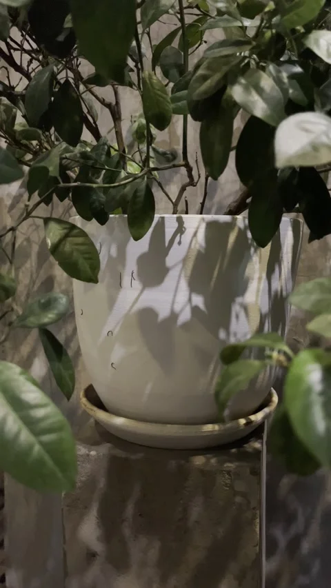 9:16 Plant Leaf loft space night Tiktok Stock Footage 210225510