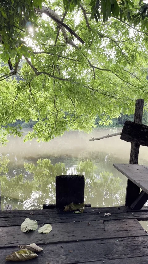 9:16 River Tree Tiktok Stock Footage 212022163