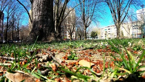918-06 Bees Flying Over The Grass In The City Slow Motion Stock Footage 106536583