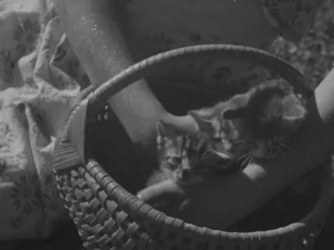 9/23/1946: Kittens in basket Stock Footage 231337973