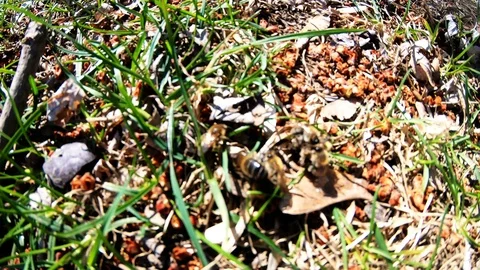 924-02 Bees Flying Over The Grass In The City Slow Motion Stock Footage 106535998