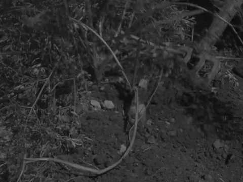 9/26/1946: CU using pitchfork to dig up veggies Video stock 231338260