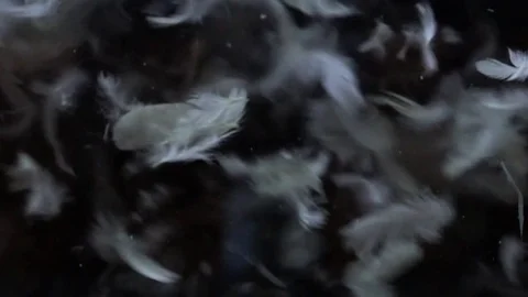 952 Slow motion video of the flakes of down moving in the dark Stock Footage 71636447