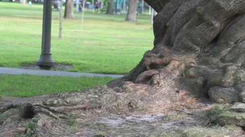 9676Low pan shot of  Large Twisted oak tree trunk with roots in foreground shade Stock Footage 323987088
