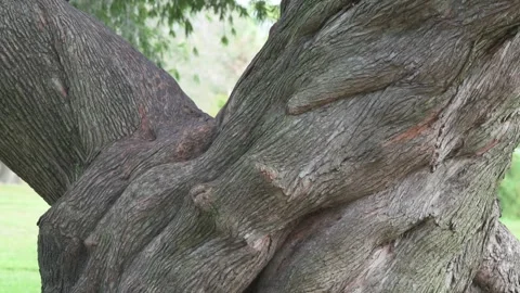 9679Low pan up shot of  Large Twisted oak tree trunk with roots in foreground Stock Footage 323987268