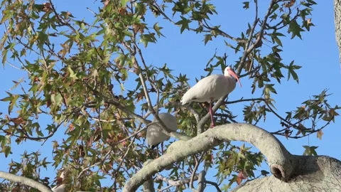9908White Ibis Perched on a Tree Branch Over Calm Blue Water in Lush Greenery. G Stock Footage 324868655