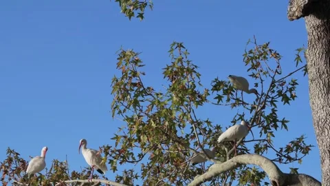 9909White Ibis Perched on a Tree Branch Over Calm Blue Water in Lush Greenery. G Video stock 324865404