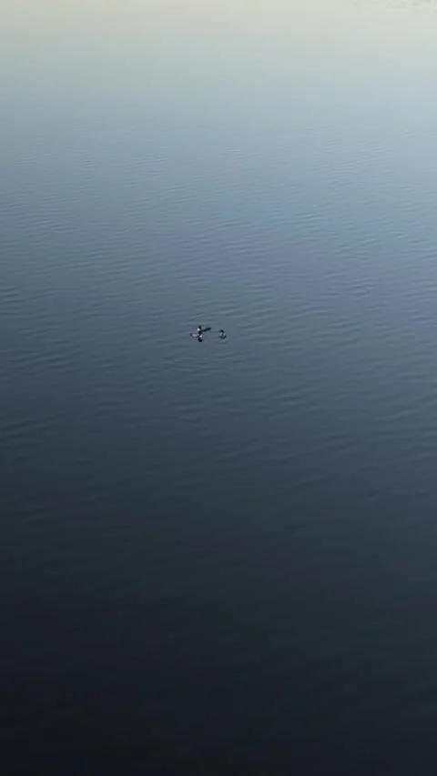 9x16 loons d logm cg 7-12-26.MP4 Stock Footage 339373726