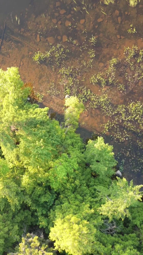 9x16 Vertical Trees to Pond 7-12-26 Stock Footage 340175591