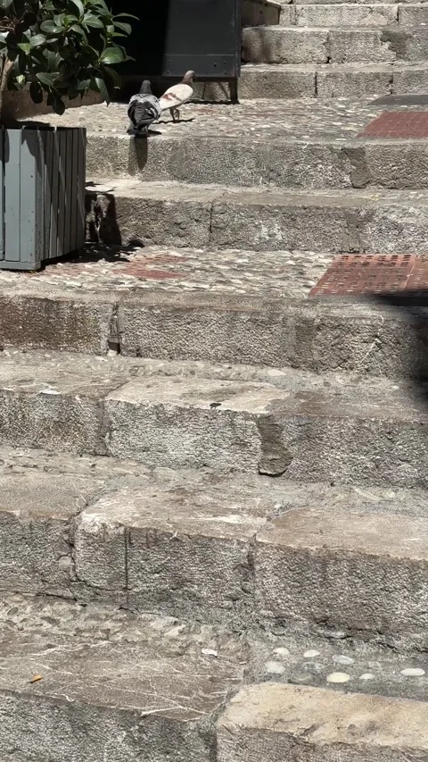 9x16 Vertical video Pigeons chasing Taormina 8-19-26 Stock Footage 343967444