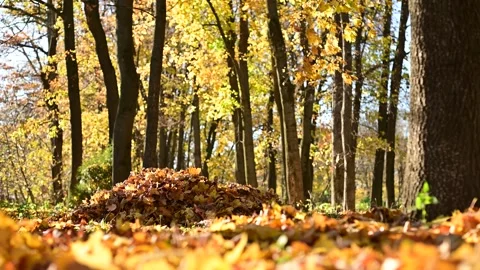 9Z Autumn boy4 Stock Footage 290383708