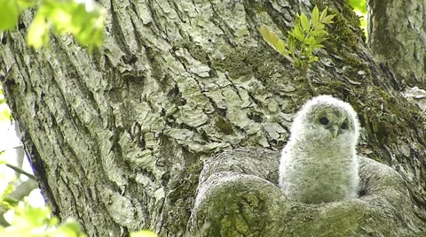 かわいいフクロウの顔_26 Stock Footage 44929056