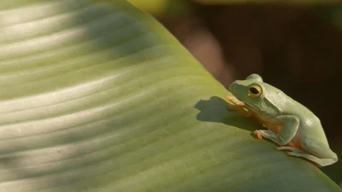 A007 01051006 C017 Stock-Footage 122357531