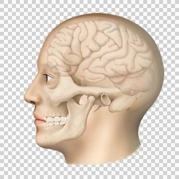 A1_ brain Stock Illustration