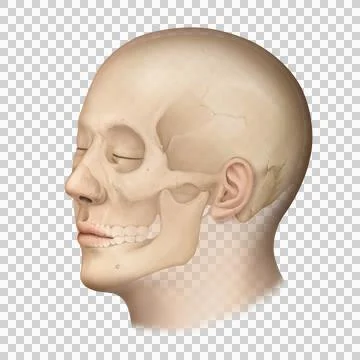 A2_brain Stock Illustration