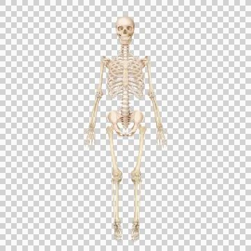 A3-1 Stock Illustration