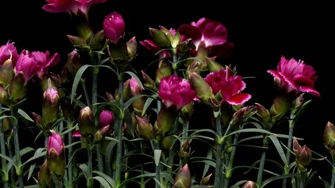 A3 pCarnation3 hdPurple Carnation Time-lapse Stock Footage 75109127