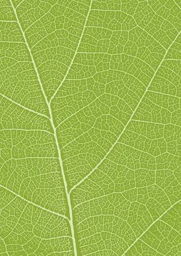 A4 green leaf texture. Leaf veins nature background. Ecology background. Gree Stock Illustration