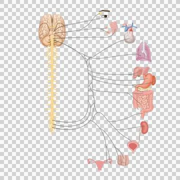 A407 Stock Illustration