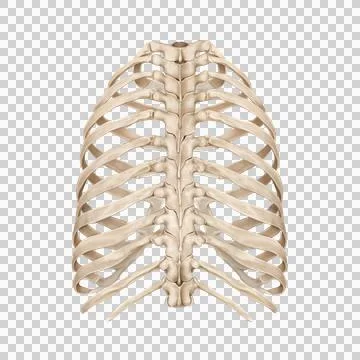 A5- rib cage Stock Illustration