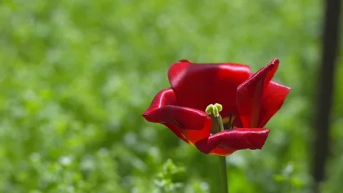 A7rm2-5-C0007 Stock Footage 84774222