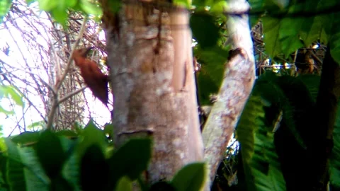A_Woodpecker Stock Footage 328768031