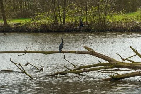 The aa river in westphalia Stock Photos