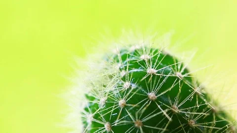 AA8A7304 Stock Footage 108465304