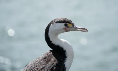 Aalscholver cormorant close up2 Stock Photos