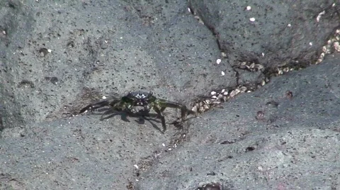  Aama crab 1 Stock Footage 647715