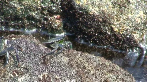  Aama crab 2 Stock Footage 647995
