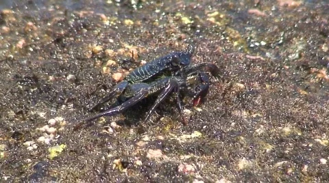 Aama crab 3 Stock Footage 648173
