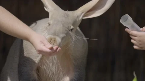 Aardvark being hand fed Stock Footage 220037671