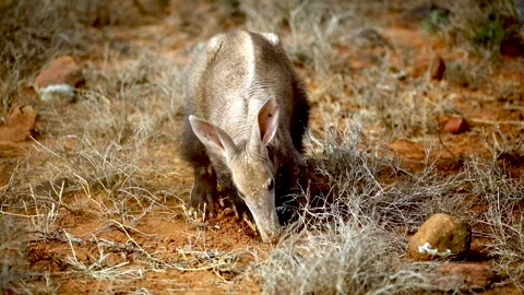An aardvark digs in the ground for insects Vidéo 340560605