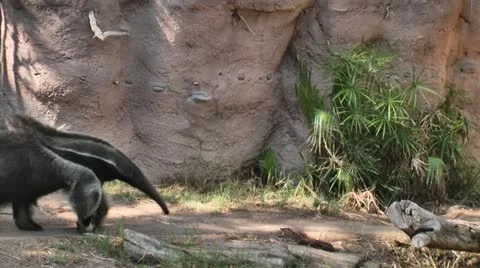 AArdvark 스톡 동영상 11969628