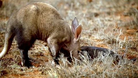 An aardvark forages for insects Stock Footage 340560595