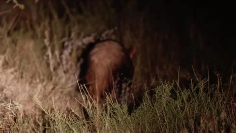 An Aardvark on the move Stock Footage 243488125