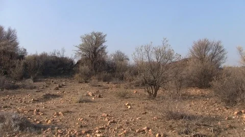 Aardvark or Ant-Eater Walks in Dry Kalahari, Namibia, Zoom In Stock Footage 116674925