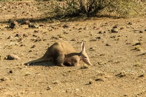 Aardvark, Orycteropus afer, in the Kalahari desert in Namibia, Africa Stock Photos