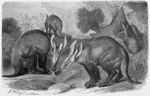 Aardvark Orycteropus afer a medium sized burrowing nocturnal mammal native to Stock Illustration