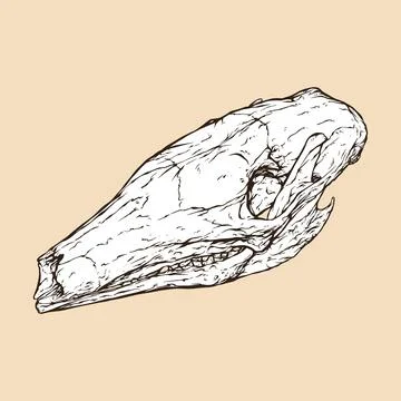 Aardvark skull head vector illustration Illustrazione stock