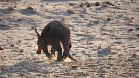 Aardvark Walking Away in Namibia Stock Footage 114025164