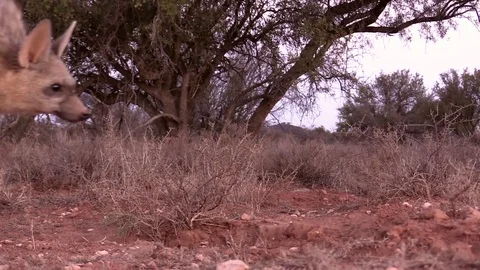 Aardwolf, Rare Arican wolf Video stock 70042685