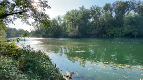 Aare river with algae in riparian forest on island, a natural reserve area. Stock Footage 139801424