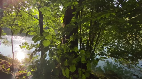 Aare river with beeches, hazel and maple with sunbeams and roman footpath. Stock Footage 139835639