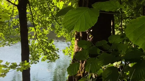 Aare river with beeches, hazel and maple with sunbeams and roman footpath. Stock Footage 139835782