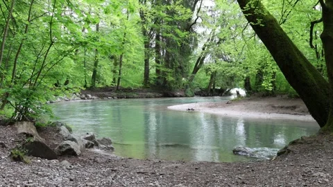 Aare river estuary in the forest, emerald alpine river Stock Footage 274972904